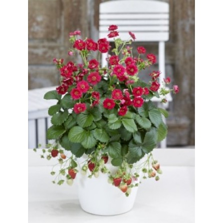 Ornamental Strawberry - Red Ruby